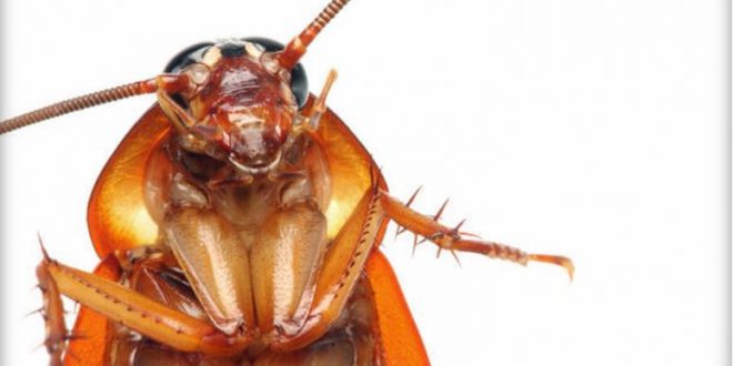 Researchers to trial cockroach milk as a future protein supplement
