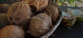 Researchers use coconuts to make earthquake-proof buildings