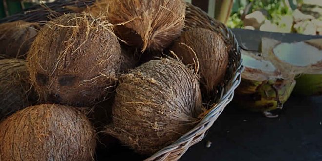 Researchers use coconuts to make earthquake-proof buildings