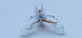 Scientists Build 'Biohybrid' Robots That Crawl Like Sea Turtles