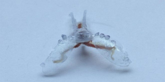 Scientists Build 'Biohybrid' Robots That Crawl Like Sea Turtles