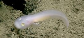 Scientists discover new type of eel-like fish in the Mariana Trench