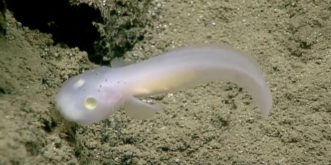 Scientists discover new type of eel-like fish in the Mariana Trench