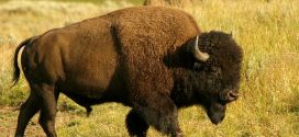 Scientists produce world's first wood bison using in vitro fertilization