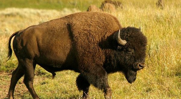 Scientists produce world’s first wood bison using in vitro fertilization