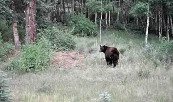 Second woman attacked by bear near Canmore