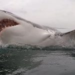 South Africa's great white sharks on verge of extinction, new research