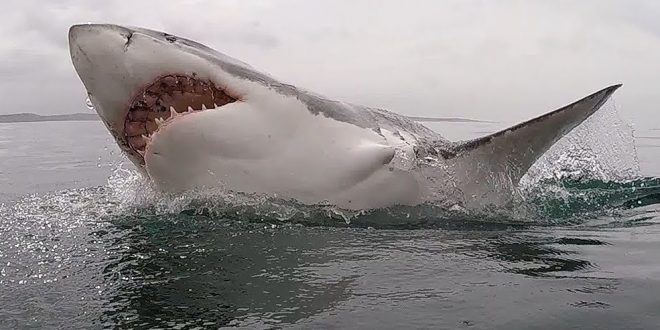 South Africa's great white sharks on verge of extinction, new research