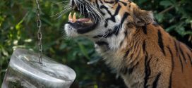 Tiger Mauls Woman To Death At Beijing Wildlife Park
