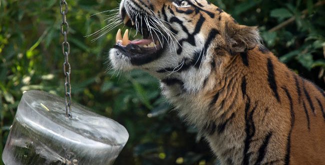 Tiger Mauls Woman To Death At Beijing Wildlife Park