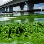 Toxic algae bloom blankets Florida beaches "Video"