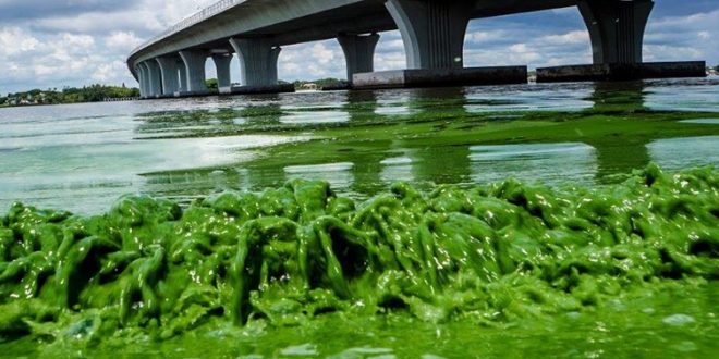 Toxic algae bloom blankets Florida beaches "Video"