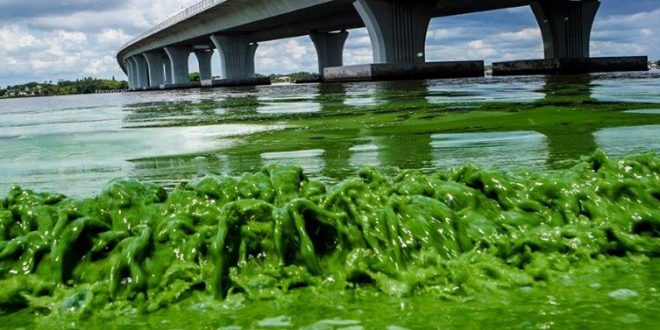 Toxic algae bloom blankets Florida beaches (Video)