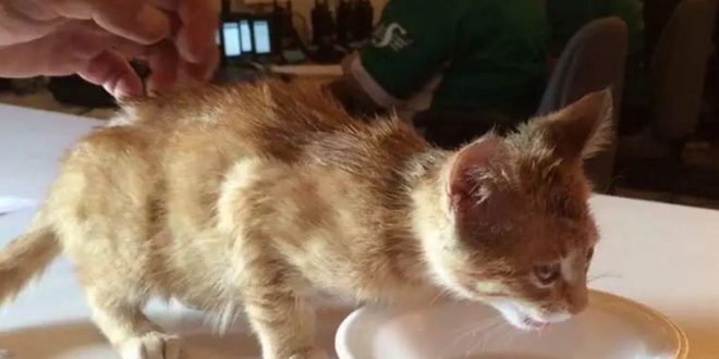Two charged after kitten burned at Craven
