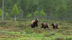 Vancouver Bear caught after Maple Ridge attack, won't be euthanized