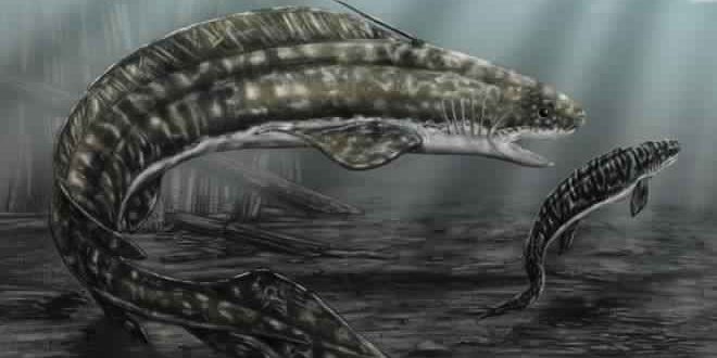 300-Million-Year-Old Shark Was a Cannibal, Finds New Research