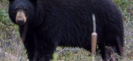 Bear mauls girl in Port Coquitlam, Report