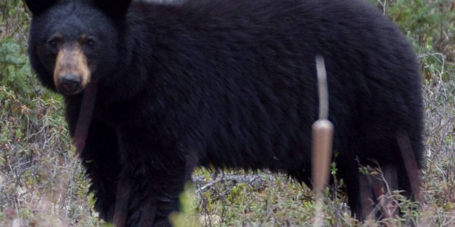 Bear mauls girl in Port Coquitlam, Report
