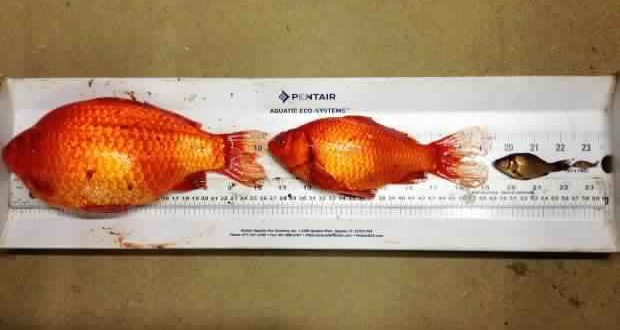 Cute goldfish have overrun two Okotoks storm ponds, Report