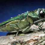 Emerald Ash Borer Has Arrived In Philadelphia, Deadly To Ash Trees