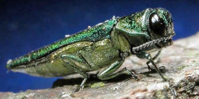 Emerald Ash Borer Has Arrived In Philadelphia, Deadly To Ash Trees