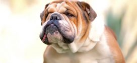English Bulldogs Face Extinction, Says New Study