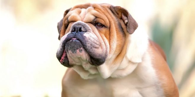 English Bulldogs Face Extinction, Says New Study