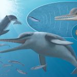 Fossil suggests echolocation evolved early in whales, research