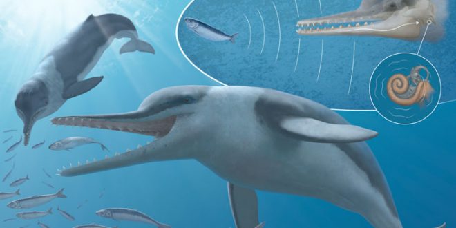 Fossil suggests echolocation evolved early in whales, research