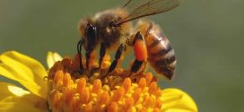 Honey Bee Population Drop by 12 Percent