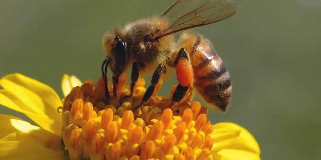 Honey Bee Population Drop by 12 Percent