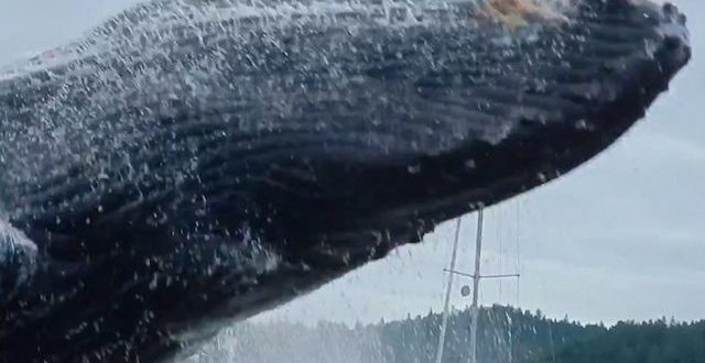 Humpback whale breach stuns kayakers (Video)