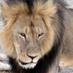 Lion mauls Granby Zoo employee, quick action saves her life