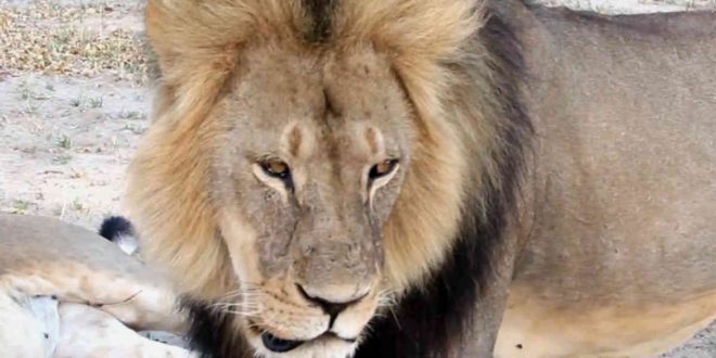 Granby Zoo: Lion mauls employee, quick action saves her life