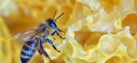 Neonicotinoid pesticides cause harm to honeybees, finds new research