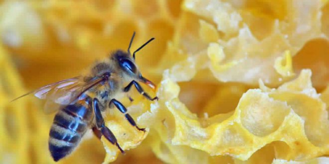 Neonicotinoid pesticides cause harm to honeybees, finds new research