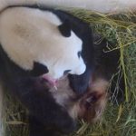 Rare giant panda cub born at Vienna zoo (Photo)