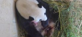 Rare giant panda cub born at Vienna zoo (Photo)