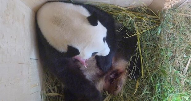 Rare giant panda cub born at Vienna zoo (Photo)