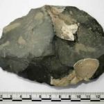 Scientists uncover oldest evidence of protein residue on stone tools