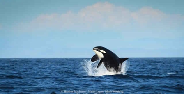 Whale “Granny” as old as the Titanic spotted in the Pacific