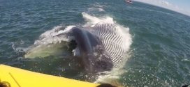 Whale dazzles tourists after it swims underneath boat (Video)
