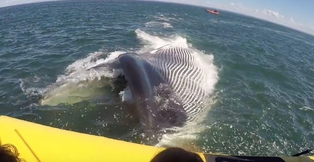 Whale dazzles tourists after it swims underneath boat (Video)