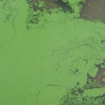 Algae bloom at Island lake leads to swimming warning
