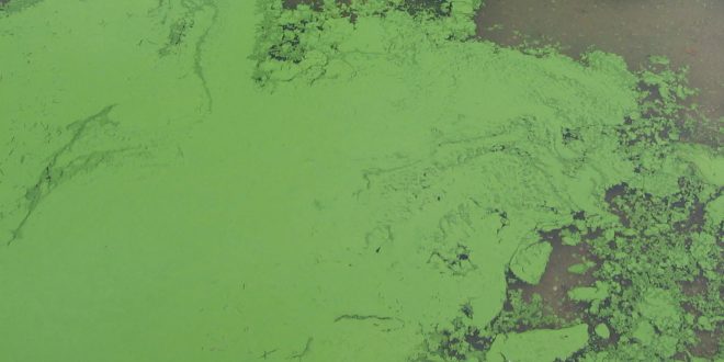 Algae bloom at Island lake leads to swimming warning