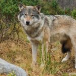 Algonquin Wolf And Coyote Hunting and Trapping Ban