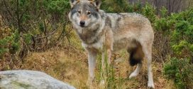 Algonquin Wolf And Coyote Hunting and Trapping Ban