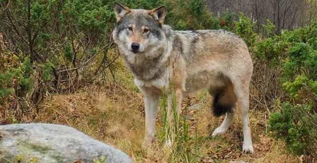 Algonquin Wolf And Coyote Hunting and Trapping Ban