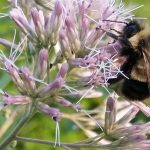 Bumblebee could be listed as endangered species, Report