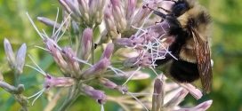 Bumblebee could be listed as endangered species, Report